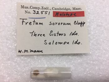 Media type: image; Malacology 32551 Description: Fretum sororum_specimen label;